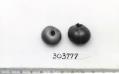 Click for 1 image(s) for this accession. FRUIT